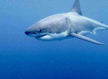 Private Charters Package