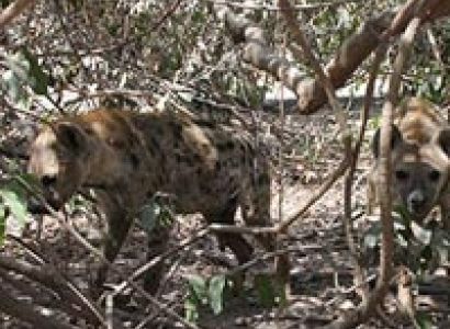 One Day Abuko Nature Park Package