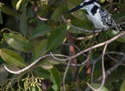 Bird Watching Experience By Kayak/ Canoe Package