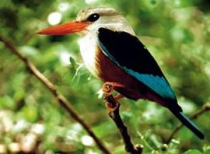 10 Day Bird Watch Round Trip Gambia Package