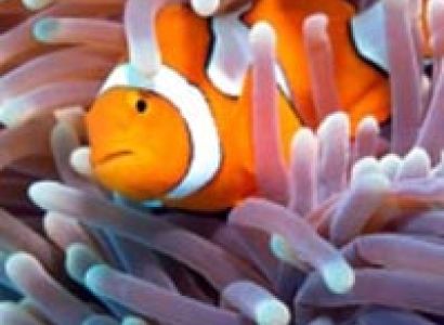 2 Day Great Barrier Reef – Rainforest & Culture Tour from Cairns