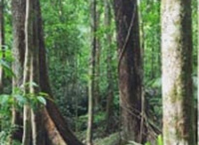 Daintree Dreaming Day Tour – Aboriginal Cultural Experience
