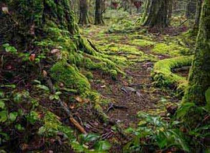 Explore the Cloud Forrest and all Its Beauty Tour