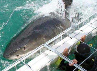 Shark Cage Diving Package