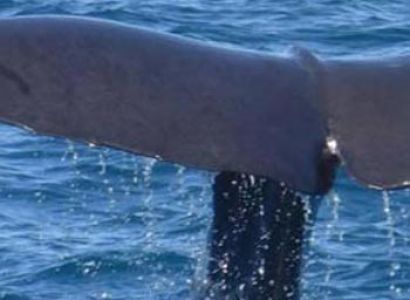 Whale Watching Package