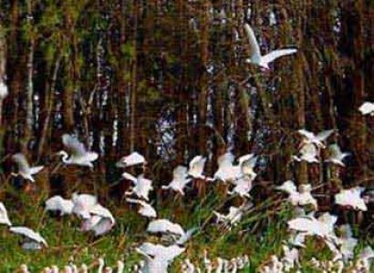 The Amazing Florida Bird Migration Tour