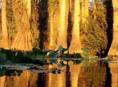 Discovering the Okefenokee Swamp and Cumberland Island Tour