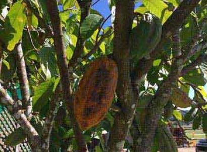 Sweet Farm Tours – Cocoa & Sugarcane Package