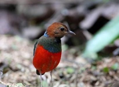 North Sulawesi Bird Watching Package