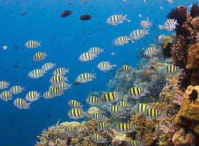 Diving Bunaken Package Package