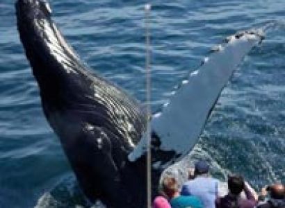 Whale Watching Package
