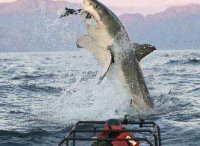 Gansbaai Shark Cage and Penguins Tour