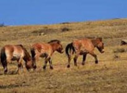 Hustai National Park Package