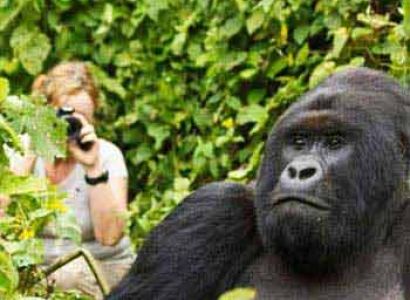 3 Days Uganda Gorilla Tracking Tour