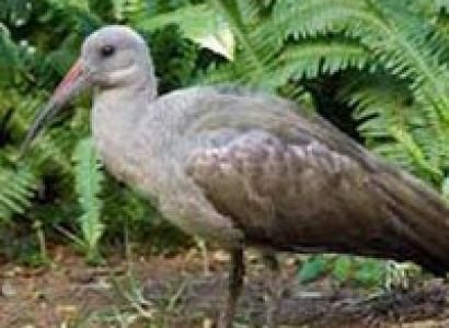 3 Days Uganda Birding Tour Package