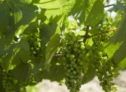 Tastings in the Hunter Valley