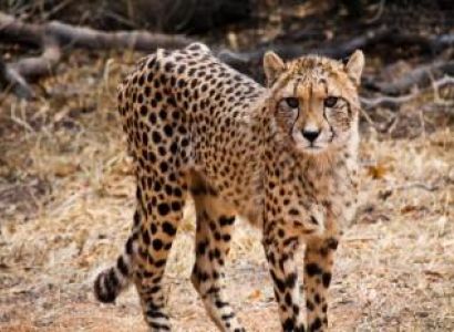 Ann Van Dyke Cheetah Centre Tour