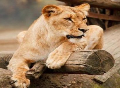 Kruger Budget Package