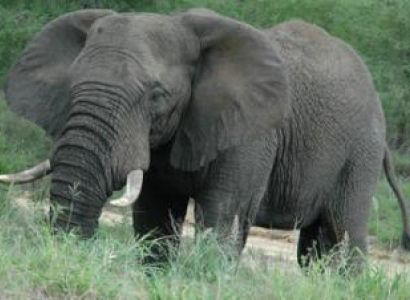 Kruger National Park Victoria Falls Safaris Package