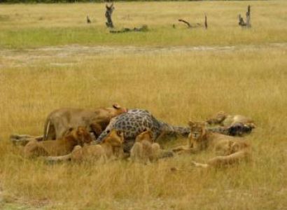 Chobe Safaris Package