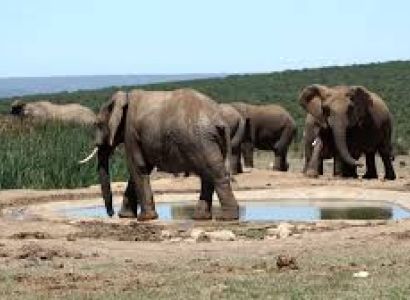 Addo Elephant National Park Package