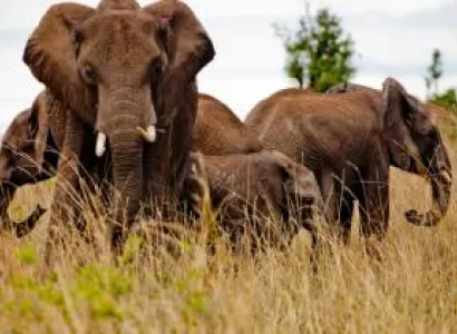 9 Days Okavango Delta & Victoria Falls Camping Package