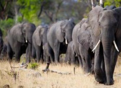 17 Days Botswana & Zimbabwe Wildlife Package