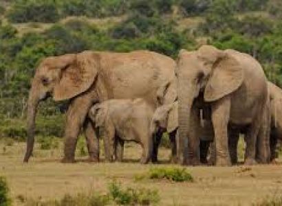 8 Days Cape to Addo Safari Package