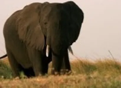 Best of Botswana Fly in Safari Tour