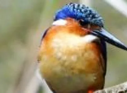 Lemurs of Madagascar Tour