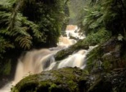 Gorillas Though the Mist Tour