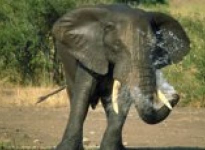 A World in One Country