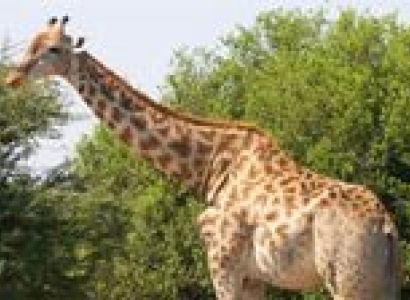 Great Camps of Kenya Tour