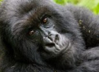 Gorillas Though the Mist