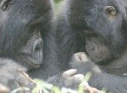 Gorillas of Uganda