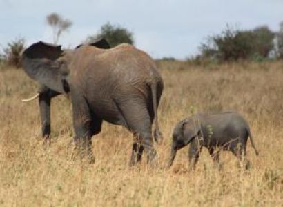 Wildlife Day Safari Package