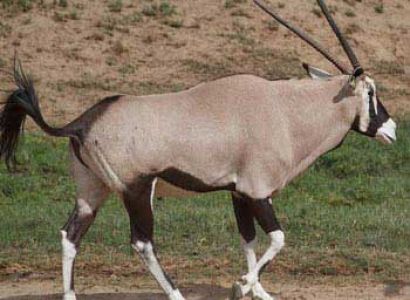 Overnight Exclusive Ambassador Private Wildlife Safari Package