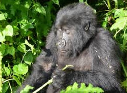 10 Days Primate Safari Package