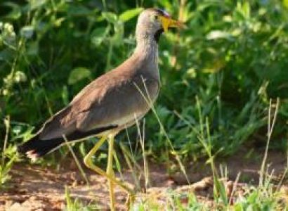 17 Days Uganda Birding Safari Package