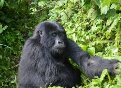 7 Days Rwanda Gorilla Trekking & Wildlife Safari Package