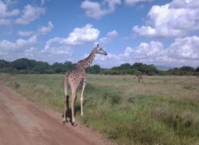 Kenya Tanzania Wildlife Safari Package