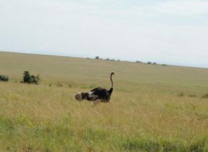 Camping Safari for the Adventurous Package