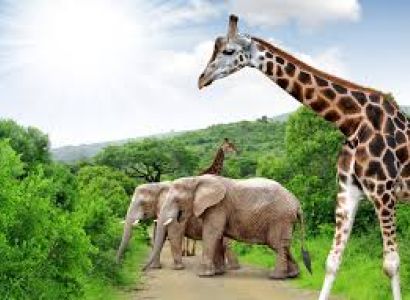 Tours of South Africa Package