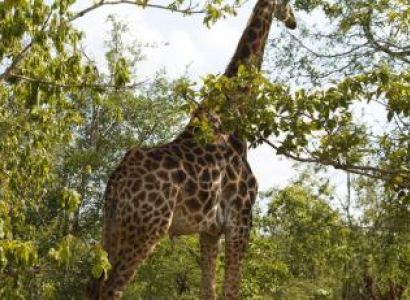 Kruger National Park 4 Days 3 Nights Magical Safari with Panaroma Tour Package