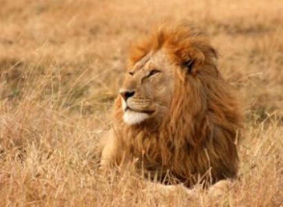 Lion Park Tour Package
