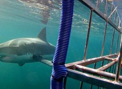 Shark Diving and Viewing Full Day Tour from Cape Town Package