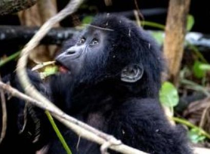 12 Days Cultural Safari Tour Package