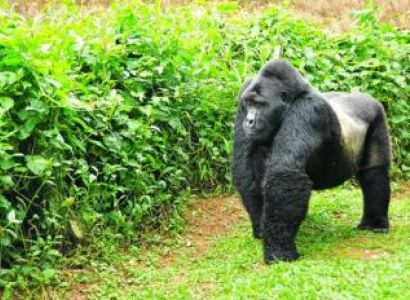 3 Days Rwanda Gorilla Safari Package