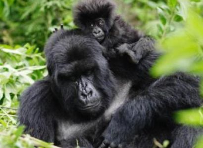 8 Days Rwanda Gorilla and Wildlife Safari Package