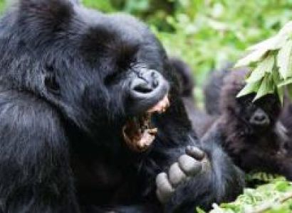 5 Days Incredible Rwanda Safari Package